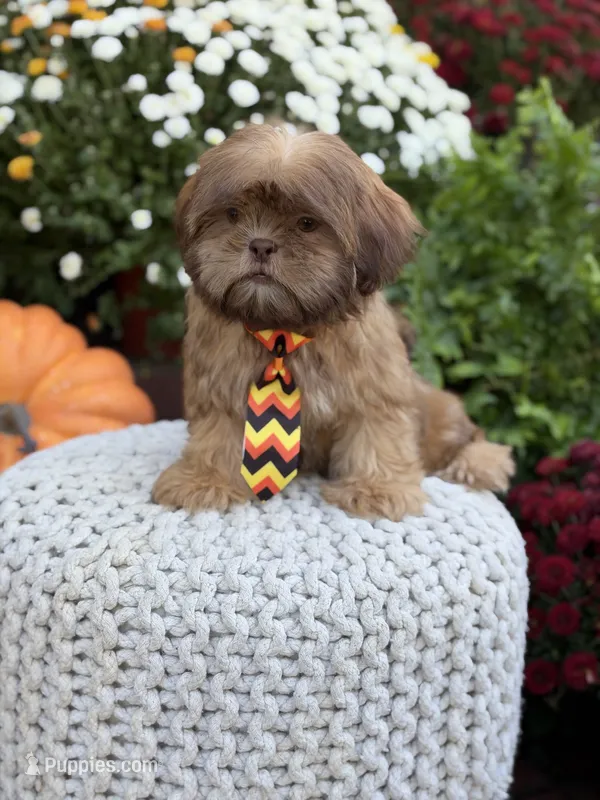 Chocolate sable – Shih Tzu puppy for sale in Paducah, KY