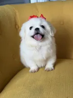 Polly, a female Pekingese for sale in Paducah, KY – 4 of 10