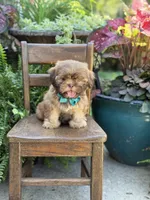 Chocolate sable, a male Shih Tzu for sale in Paducah, KY – 9 of 10