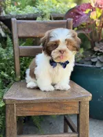 Sable parti boy , a male Shih Tzu for sale in Paducah, KY – 6 of 10