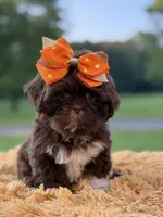 AKC Sasha, a female Shih Tzu for sale in Paducah, KY – Photo 2 of 10