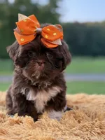 AKC Sasha, a female Shih Tzu for sale in Paducah, KY – Photo 3 of 10