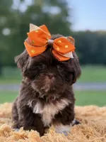 AKC Sasha, a female Shih Tzu for sale in Paducah, KY – Photo 9 of 10