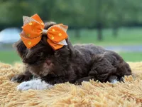 AKC Sasha, a female Shih Tzu for sale in Paducah, KY – Photo 6 of 10