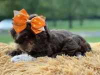 AKC Sasha, a female Shih Tzu for sale in Paducah, KY – Photo 5 of 10