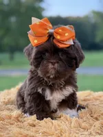 AKC Sasha, a female Shih Tzu for sale in Paducah, KY – Photo 4 of 10