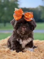 AKC Sasha, a female Shih Tzu for sale in Paducah, KY – Photo 8 of 10