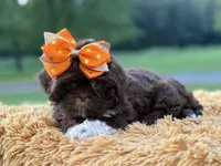 AKC Sasha, a female Shih Tzu for sale in Paducah, KY – Photo 10 of 10