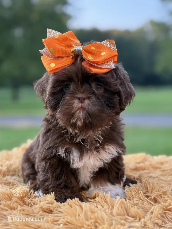 AKC Sasha, a female Shih Tzu for sale in Paducah, KY – Photo 1 of 10
