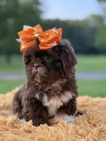 AKC Sasha, a female Shih Tzu for sale in Paducah, KY – Photo 7 of 10