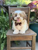 Chocolate sable , a male Shih Tzu for sale in Paducah, KY – 8 of 10