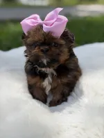 AKC Cookie, a female Shih Tzu for sale in Paducah, KY – 9 of 10