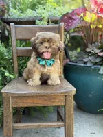 Chocolate sable, a male Shih Tzu for sale in Paducah, KY – 4 of 10