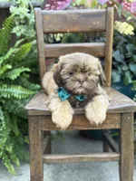 Chocolate sable, a male Shih Tzu for sale in Paducah, KY – 6 of 10