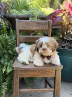 Chocolate sable , a male Shih Tzu for sale in Paducah, KY – 2 of 10