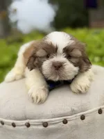 Chocolate sable , a male Shih Tzu for sale in Paducah, KY – 5 of 5