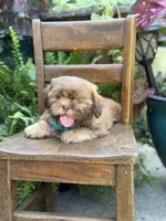 Chocolate sable, a male Shih Tzu for sale in Paducah, KY – 2 of 10