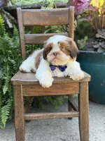 Sable parti boy , a male Shih Tzu for sale in Paducah, KY – 3 of 10