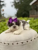 Lilac, a female Shih Tzu for sale in Paducah, KY – 6 of 10