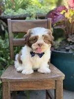 Sable parti boy , a male Shih Tzu for sale in Paducah, KY – 5 of 10