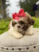 Sable parti, a female Shih Tzu for sale in Paducah, KY – 2 of 4