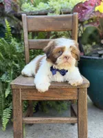 Sable parti boy , a male Shih Tzu for sale in Paducah, KY – 2 of 10