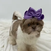 AKC Lilac Parti, a female Shih Tzu for sale in Paducah, KY – Photo 6 of 10