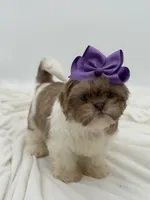 AKC Lilac Parti, a female Shih Tzu for sale in Paducah, KY – Photo 6 of 10