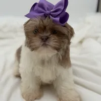 AKC Lilac Parti, a female Shih Tzu for sale in Paducah, KY – Photo 4 of 10