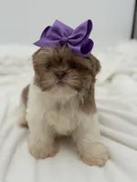 AKC Lilac Parti, a female Shih Tzu for sale in Paducah, KY – Photo 4 of 10