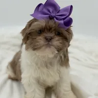 AKC Lilac Parti, a female Shih Tzu for sale in Paducah, KY – Photo 1 of 10