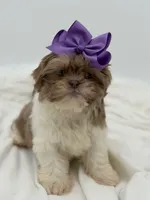 AKC Lilac Parti, a female Shih Tzu for sale in Paducah, KY – Photo 1 of 10