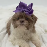 AKC Lilac Parti, a female Shih Tzu for sale in Paducah, KY – Photo 10 of 10