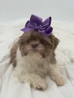 AKC Lilac Parti, a female Shih Tzu for sale in Paducah, KY – Photo 10 of 10