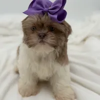 AKC Lilac Parti, a female Shih Tzu for sale in Paducah, KY – Photo 3 of 10