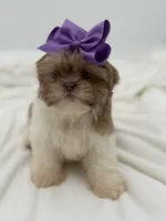 AKC Lilac Parti, a female Shih Tzu for sale in Paducah, KY – Photo 3 of 10