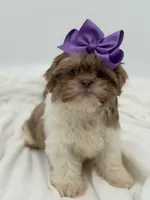 AKC Lilac Parti, a female Shih Tzu for sale in Paducah, KY – Photo 2 of 10