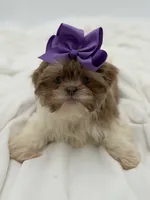 AKC Lilac Parti, a female Shih Tzu for sale in Paducah, KY – Photo 5 of 10