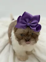 AKC Lilac Parti, a female Shih Tzu for sale in Paducah, KY – Photo 7 of 10