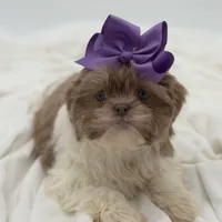 AKC Lilac Parti, a female Shih Tzu for sale in Paducah, KY – Photo 9 of 10