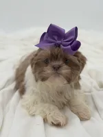 AKC Lilac Parti, a female Shih Tzu for sale in Paducah, KY – Photo 9 of 10