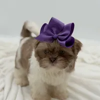 AKC Lilac Parti, a female Shih Tzu for sale in Paducah, KY – Photo 8 of 10