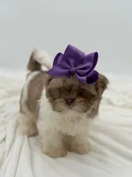 AKC Lilac Parti, a female Shih Tzu for sale in Paducah, KY – Photo 8 of 10