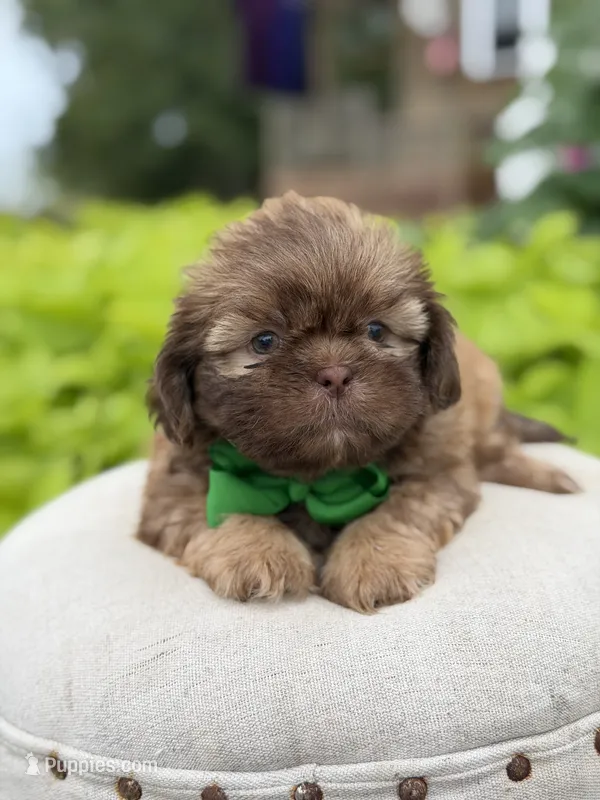 Chocolate sable – Shih Tzu puppy for sale in Paducah, KY