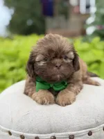 Chocolate sable, a male Shih Tzu for sale in Paducah, KY – 1 of 8