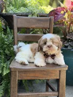 Chocolate sable , a male Shih Tzu for sale in Paducah, KY – 6 of 10