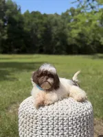 AKC Tristan, a male Shih Tzu for sale in Paducah, KY – 7 of 10