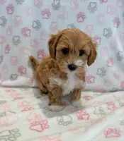 Bella, a female Maltipoo for sale in Indianapolis, IN – 4 of 4