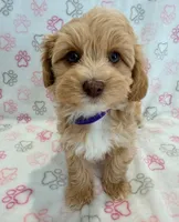 Tim, a male Maltipoo for sale in Indianapolis, IN – 2 of 3