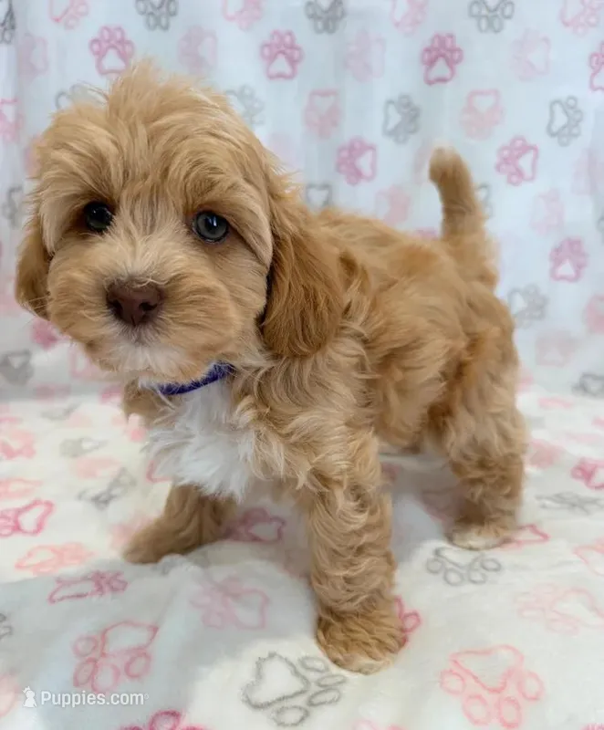 Tim – Maltipoo puppy for sale in Indianapolis, IN